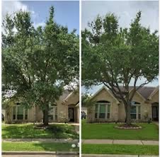 Images Texas Sun Tree Services