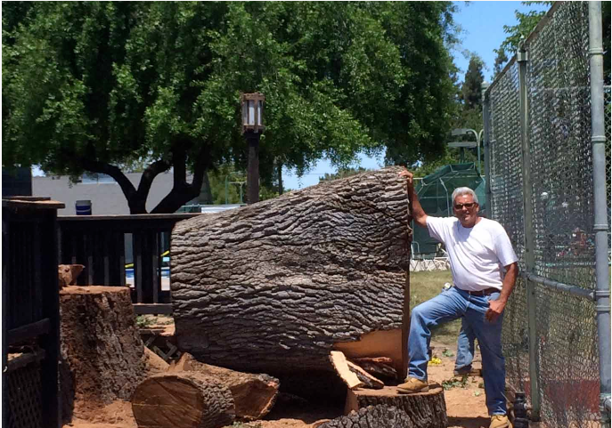 Images Haman Landscape and Tree Service