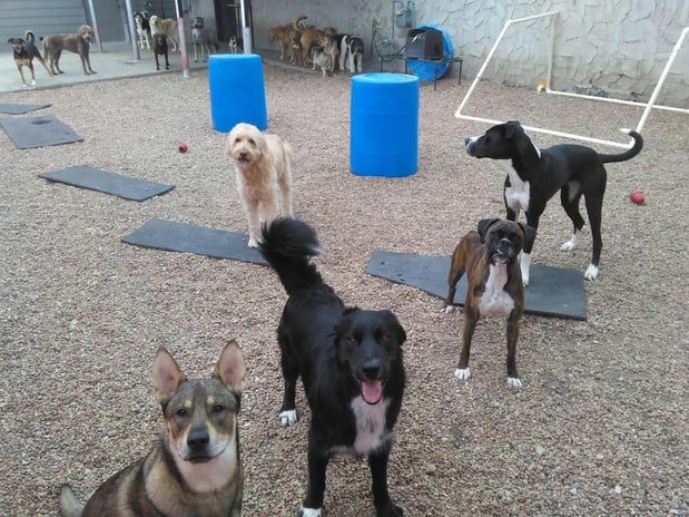 Images DOGGY DAY CARE