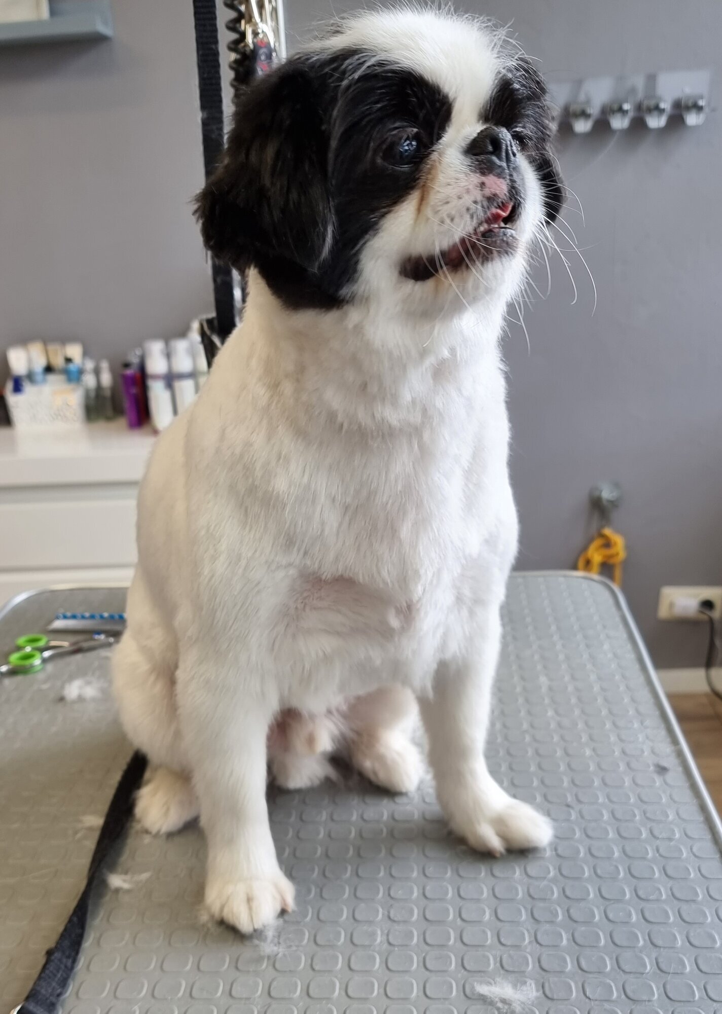 Mellys Hundesalon, Böwerweg 14 in Wittbek