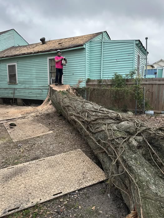 Images Louisiana Tree Company LLC