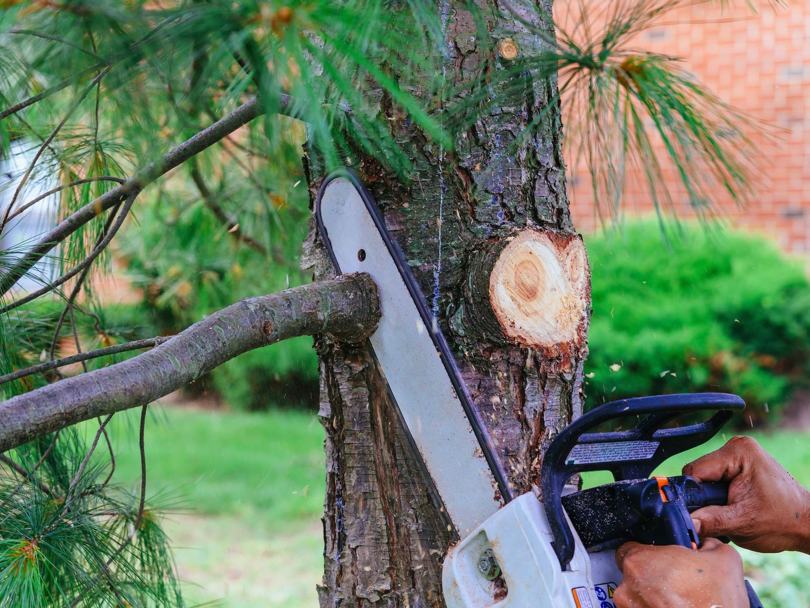 Pine Grove Tree Service