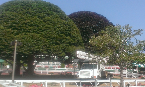 Images Beaver Tree Service