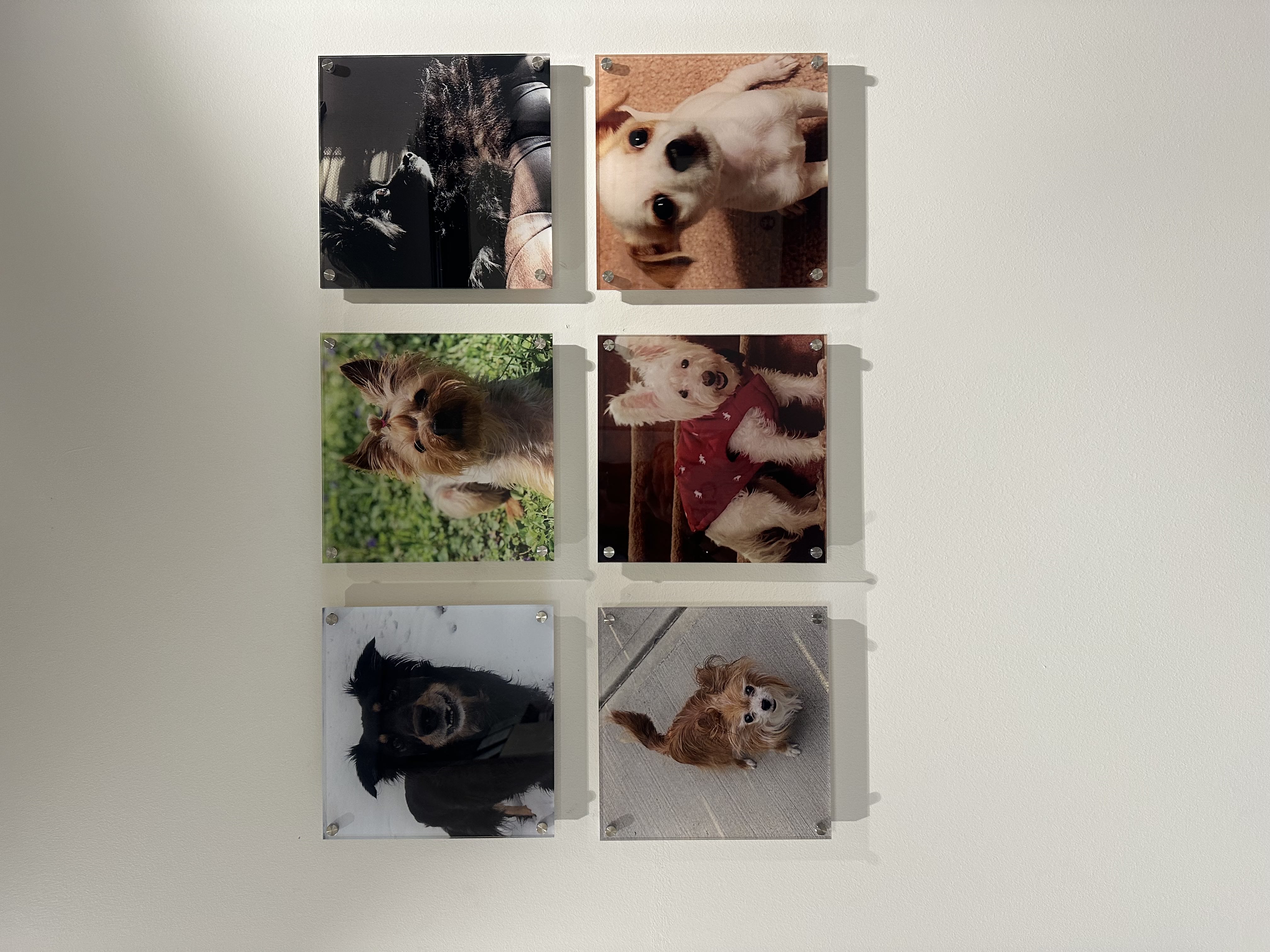 CityVet | Northlake