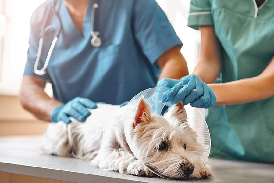 Bilder Tierarztpraxis am Durchblick