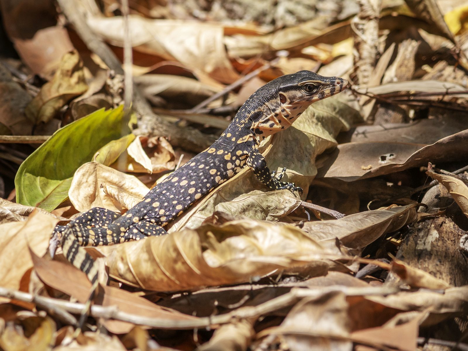 Kirkland's Wildlife & Exclusion