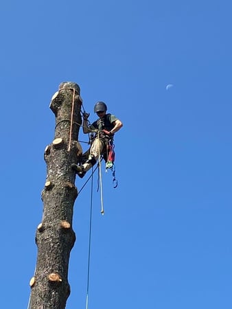 Images Green Holly Arborists
