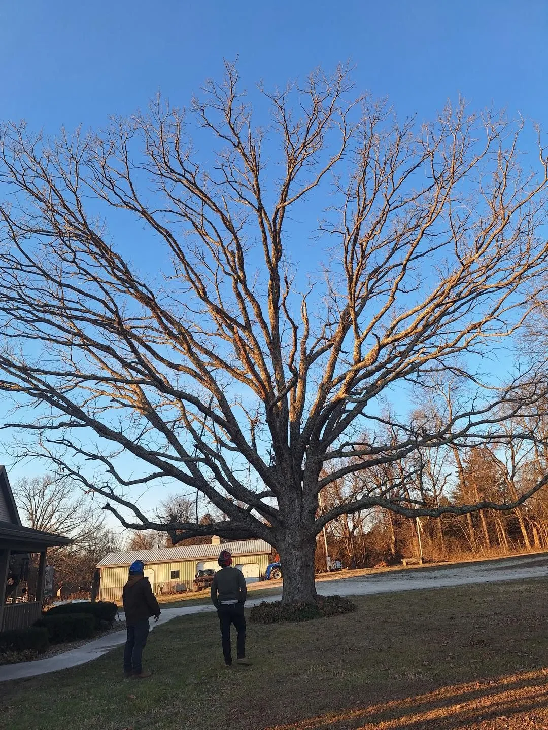 Casey's Tree Service LLC Image