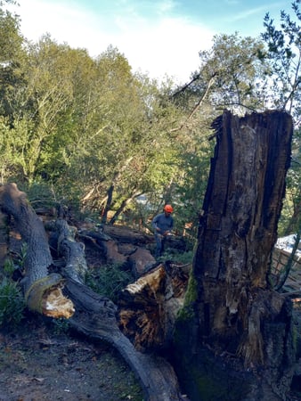 Images California Professional Tree Service