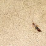 insect on the floor