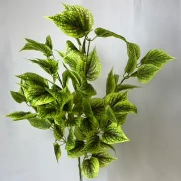 Images Village Green Wholesale Ltd