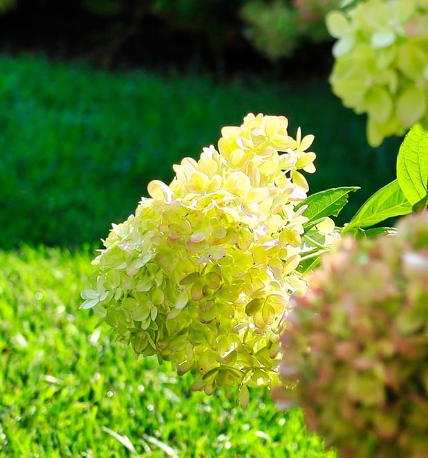 Images Oakwood Lawn & Landscaping