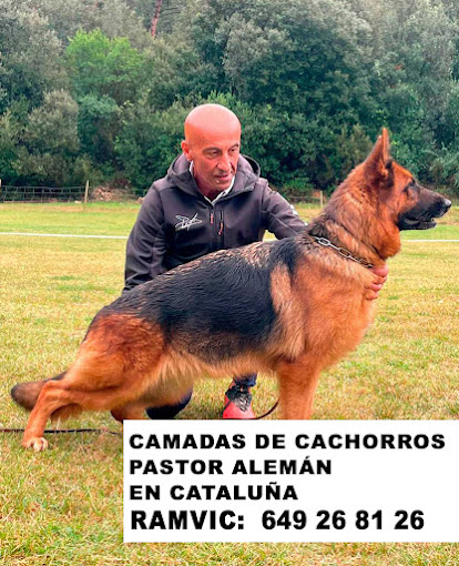 Images CRIADOR PASTOR ALEMAN BARCELONA, LLEIDA , VALENCIA, CASTELLON, ZARAGOZA,