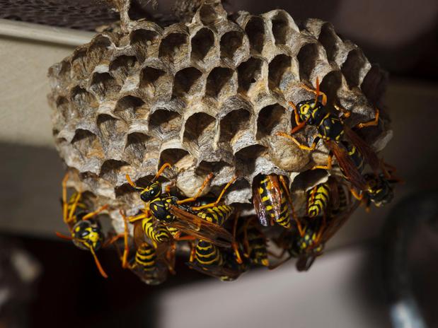 Images Salt City Pest Control