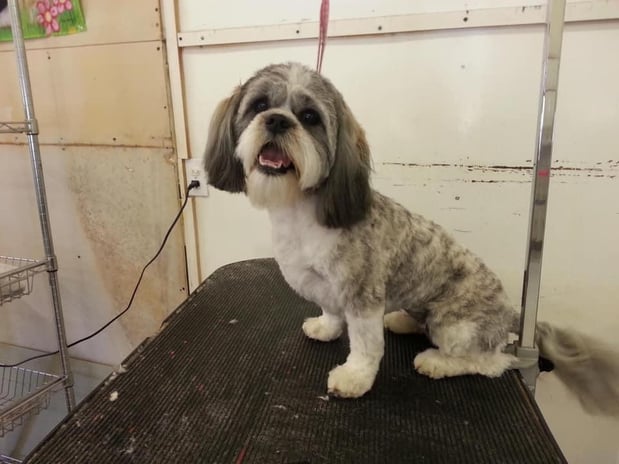 Images Pet Palace