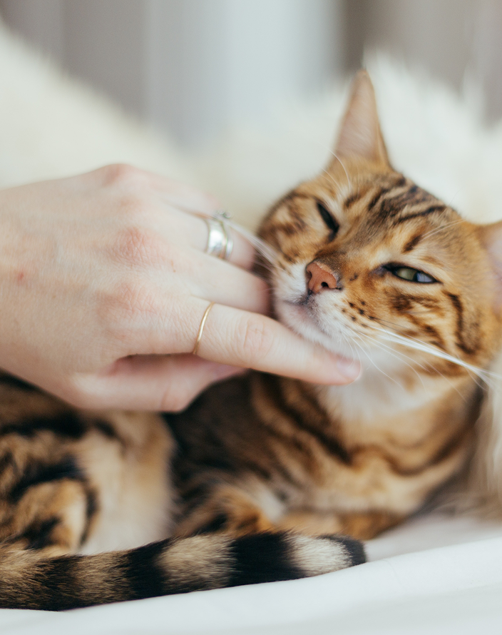 An owner petting their cat.