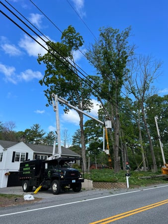 Images Yankee Tree Service