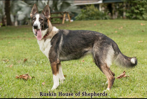 Images Ruskin House of Shepherds