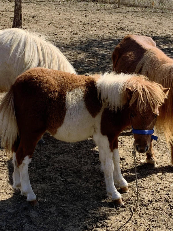 Images Gea Mini Mini Pony
