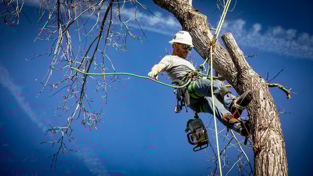 Images King Tree Service