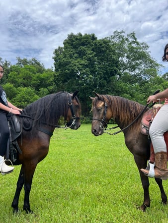 Images Events, Horses & More, Corp.