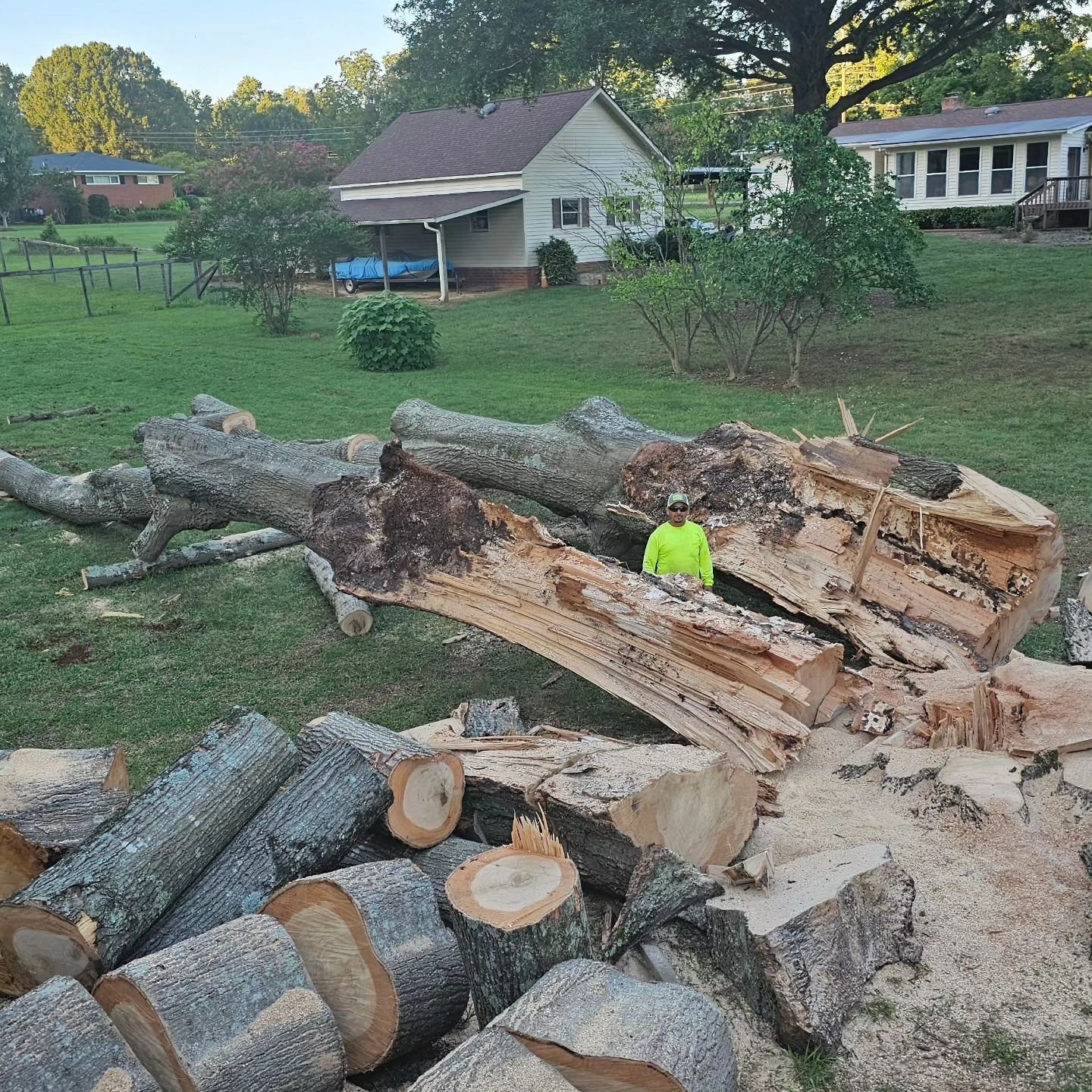 Dead tree removal - trunk cut and ready for haul-away