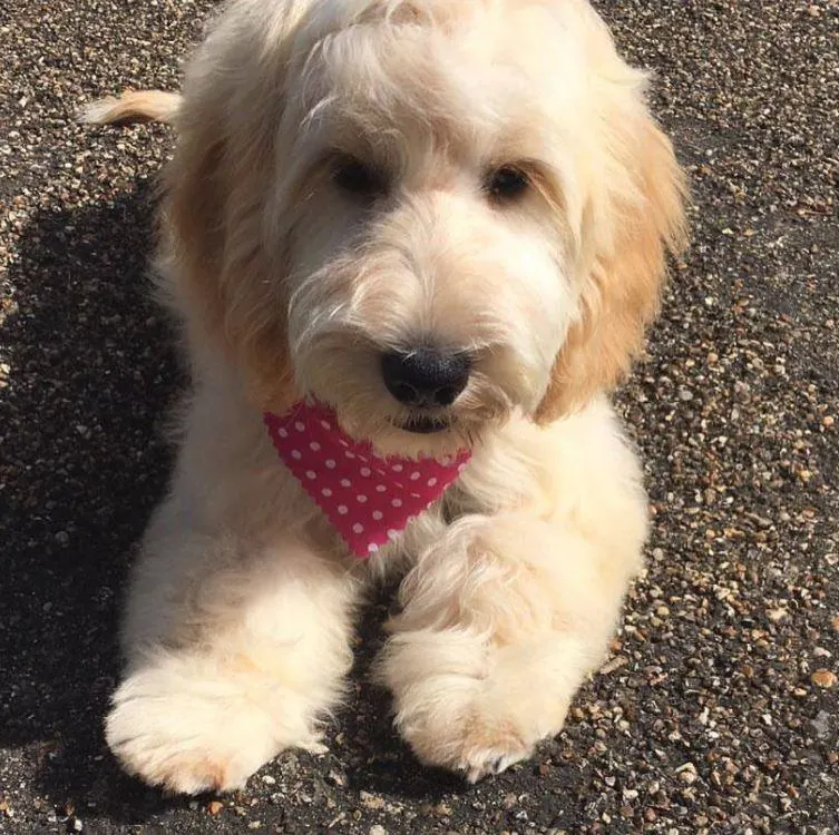 Images Mack's Pet Care