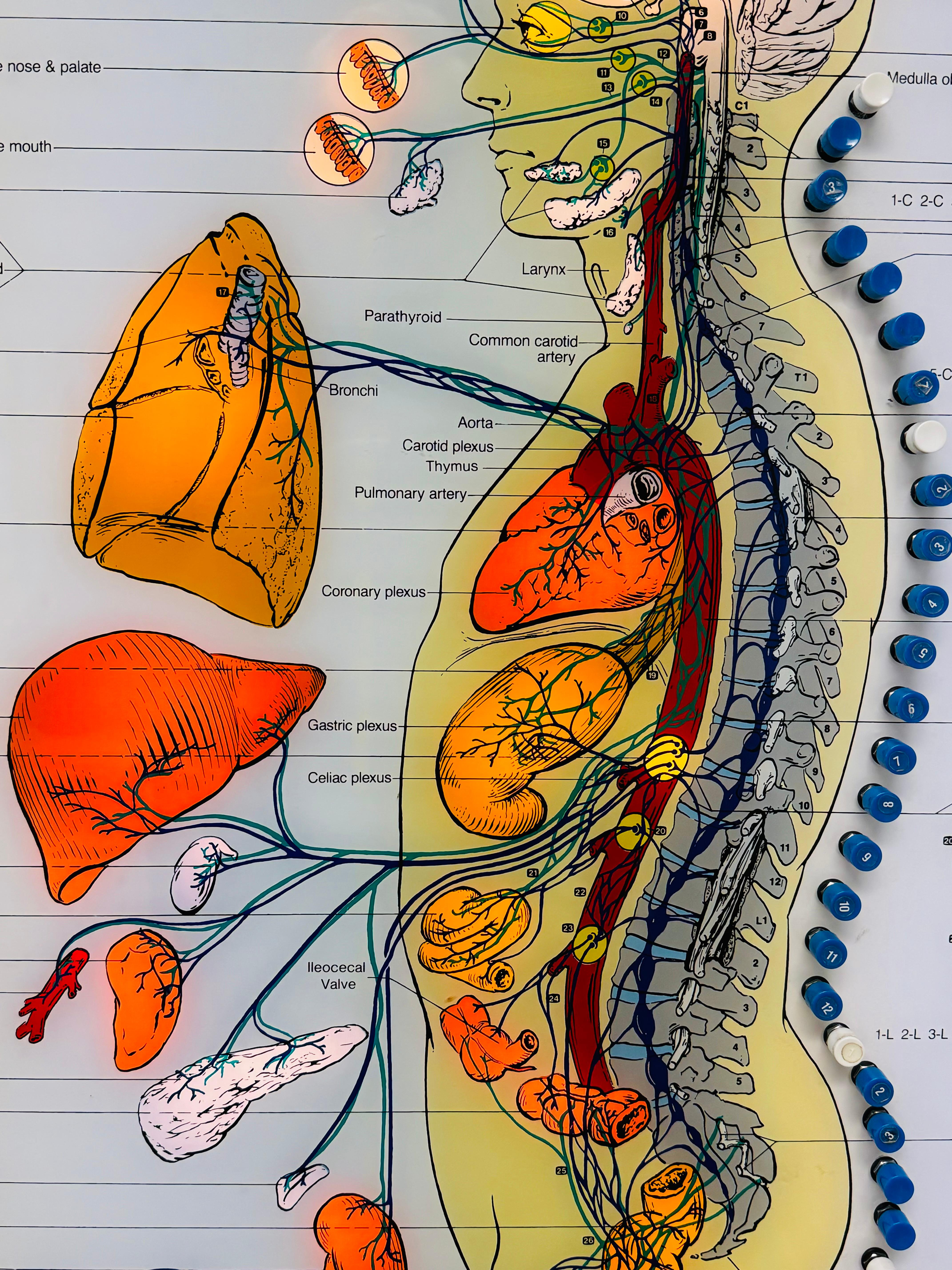 Anatomy Chart