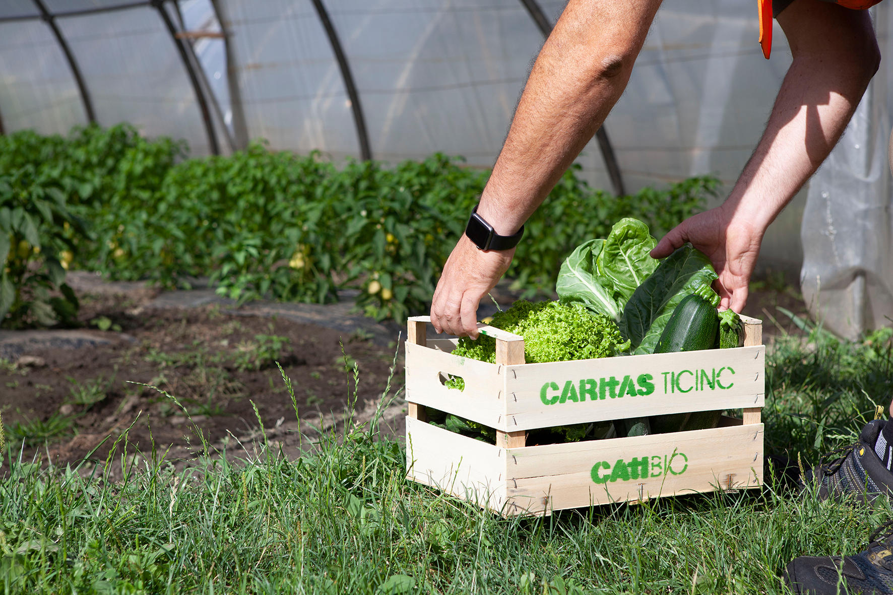Bilder Azienda Agricola CATIBIO di Caritas Ticino