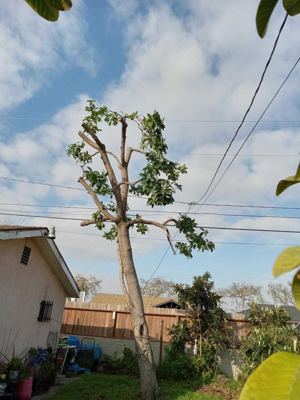 Daniel’s Tree Service Image