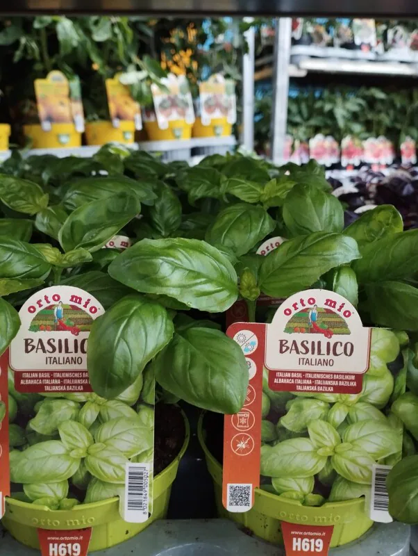 Images Azienda agricola vivaistica Gaetano Fortino - Vivai e Piante