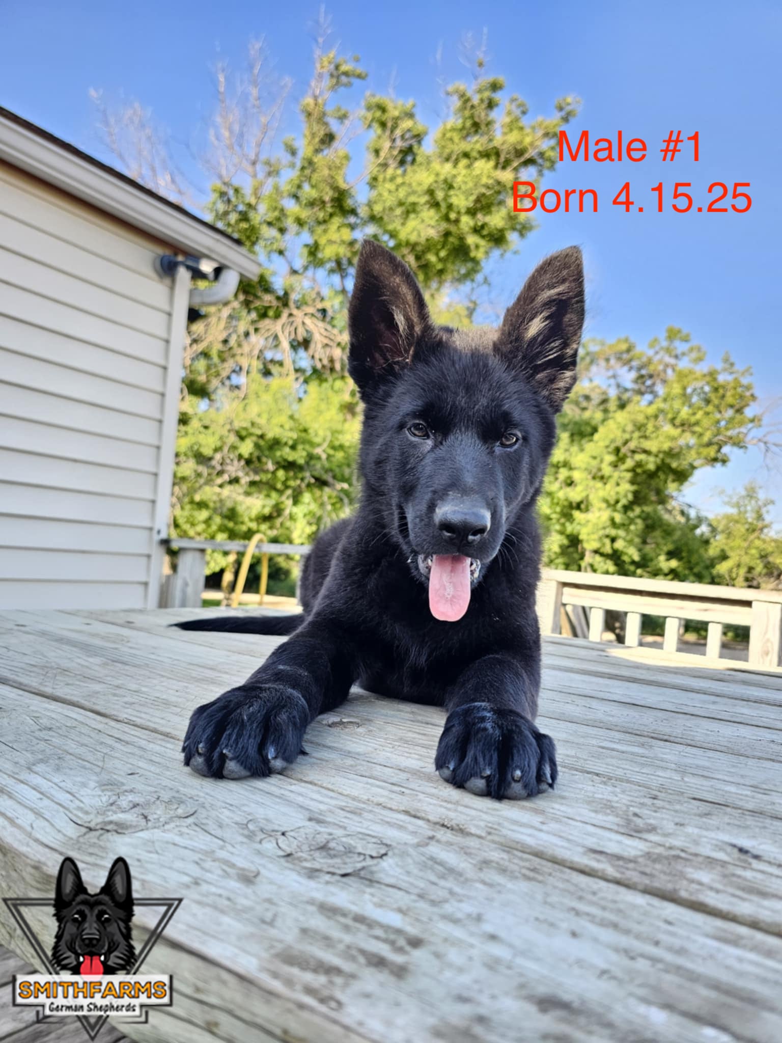 SmithFarms German Shepherds Image