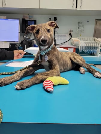 Images VCA Preston Park Animal Hospital