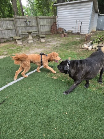 Images Wag Watchers DayCare & Spa