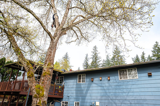 Images Branching Out Tree Care, LLC
