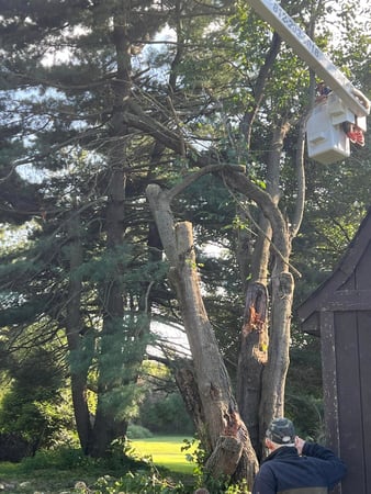 Images Curry Tree Service