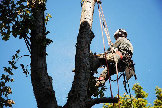 Images Busy Bee Tree Service Fairfax