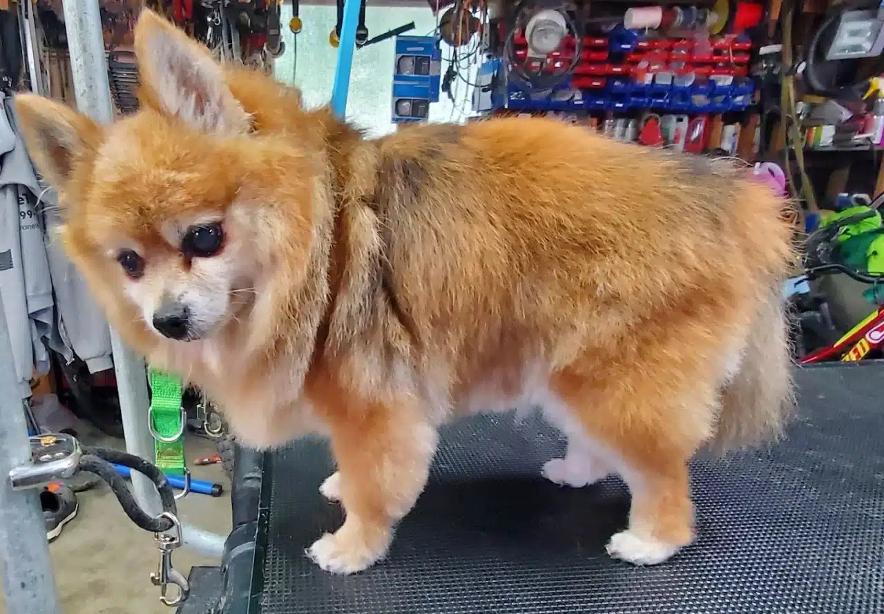 Dog Haircuts