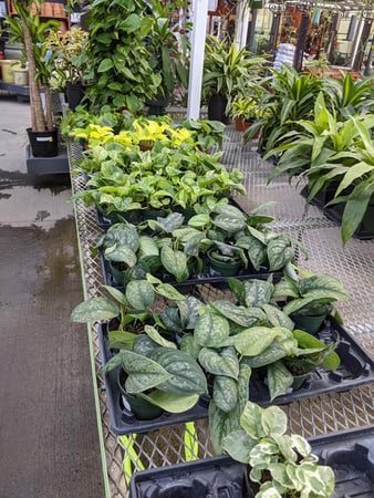Images Grant Line Garden Center & Nursery