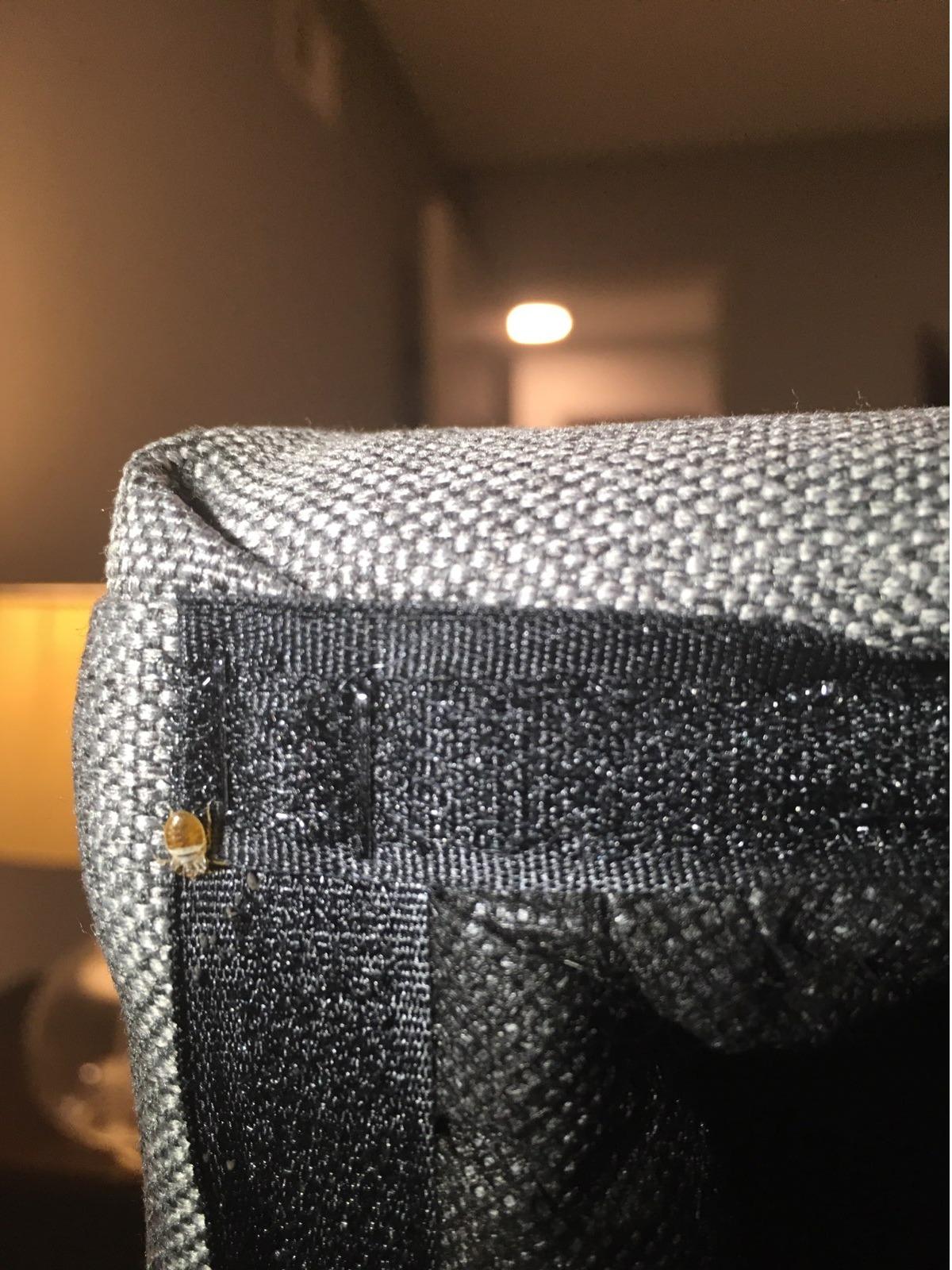 Affordable Bed Bug Exterminators Photo