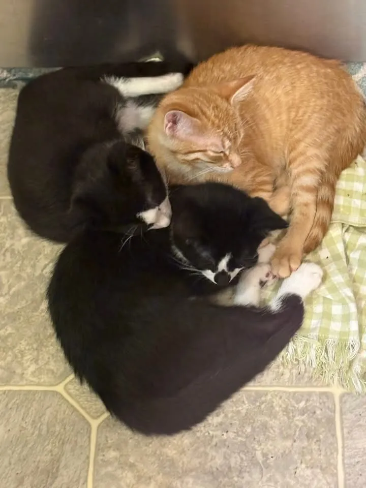 Image of Local Pet Event CATS Adoption Event Nearby