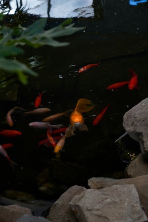 Images Mahoney's Garden Center