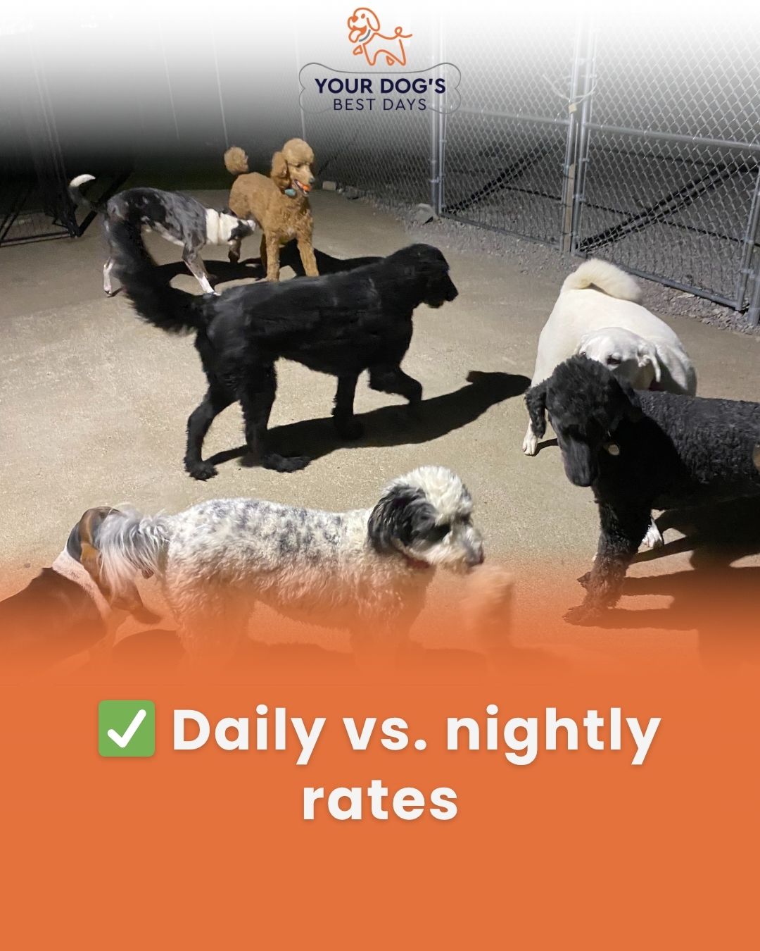 Dog daycare photo showing dogs playing together in a supervised area, highlighting daily and nightly boarding rate options.