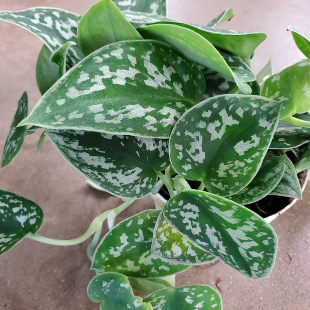 Images Deep Roots Garden Center