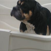 Images Pet Pantry & Dog Wash