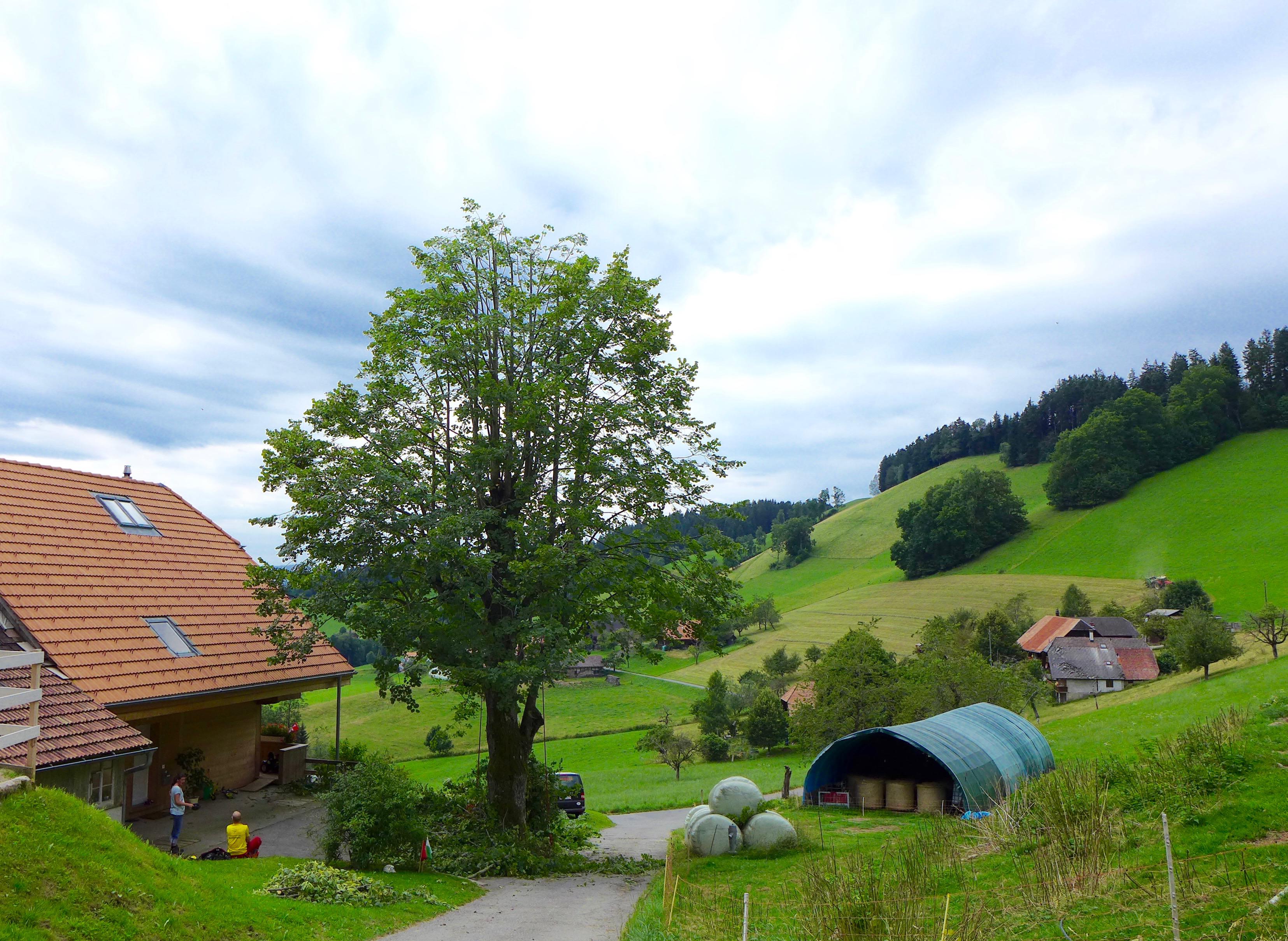Baummensch GmbH, Seestrasse 20 in Thun