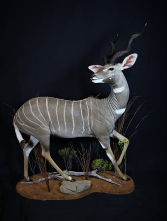 Images Safari Life Taxidermy