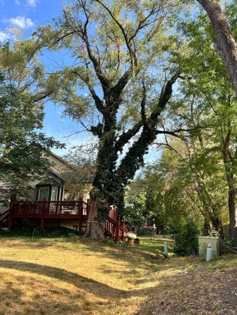 Images ICT Tree Service