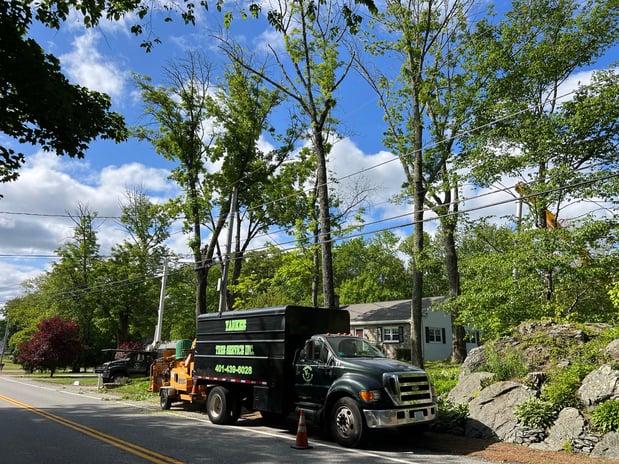 Images Yankee Tree Service