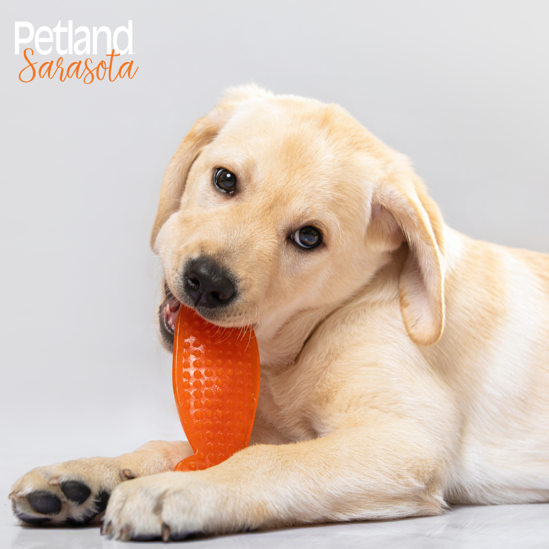 Petland Sarasota